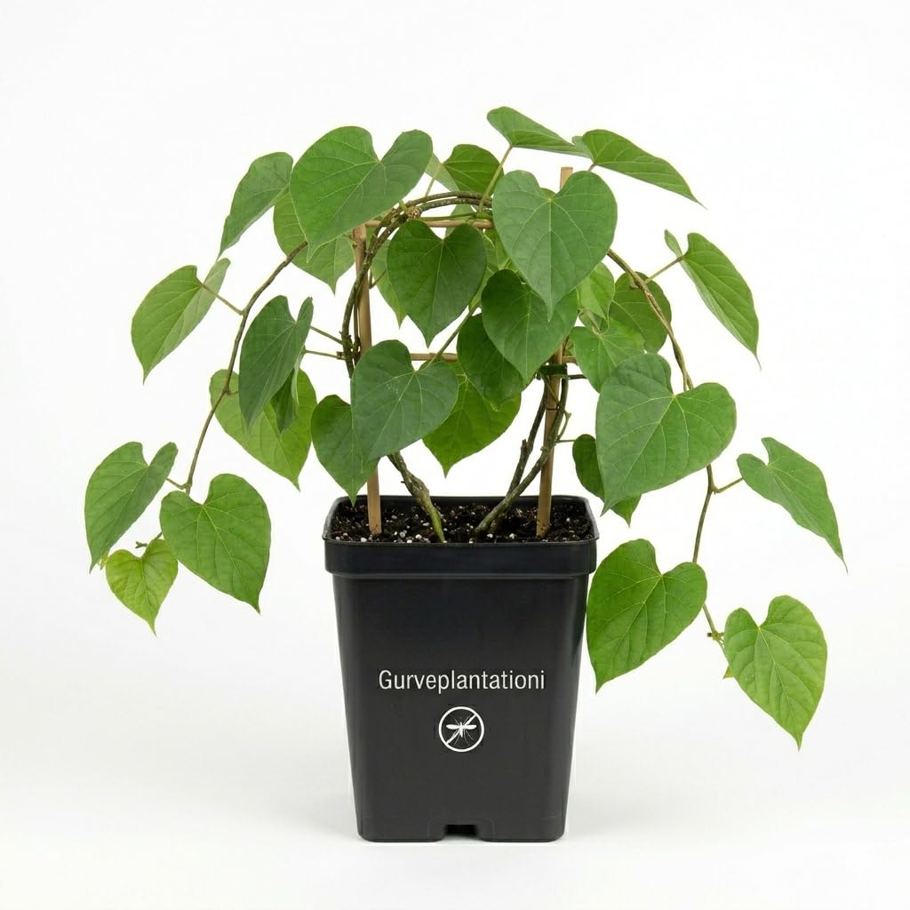 Live Original Giloy or Amrita or Guduchi Plant Outdoor Plant for Home and Garden with Pot (Pack of 1)-image-21