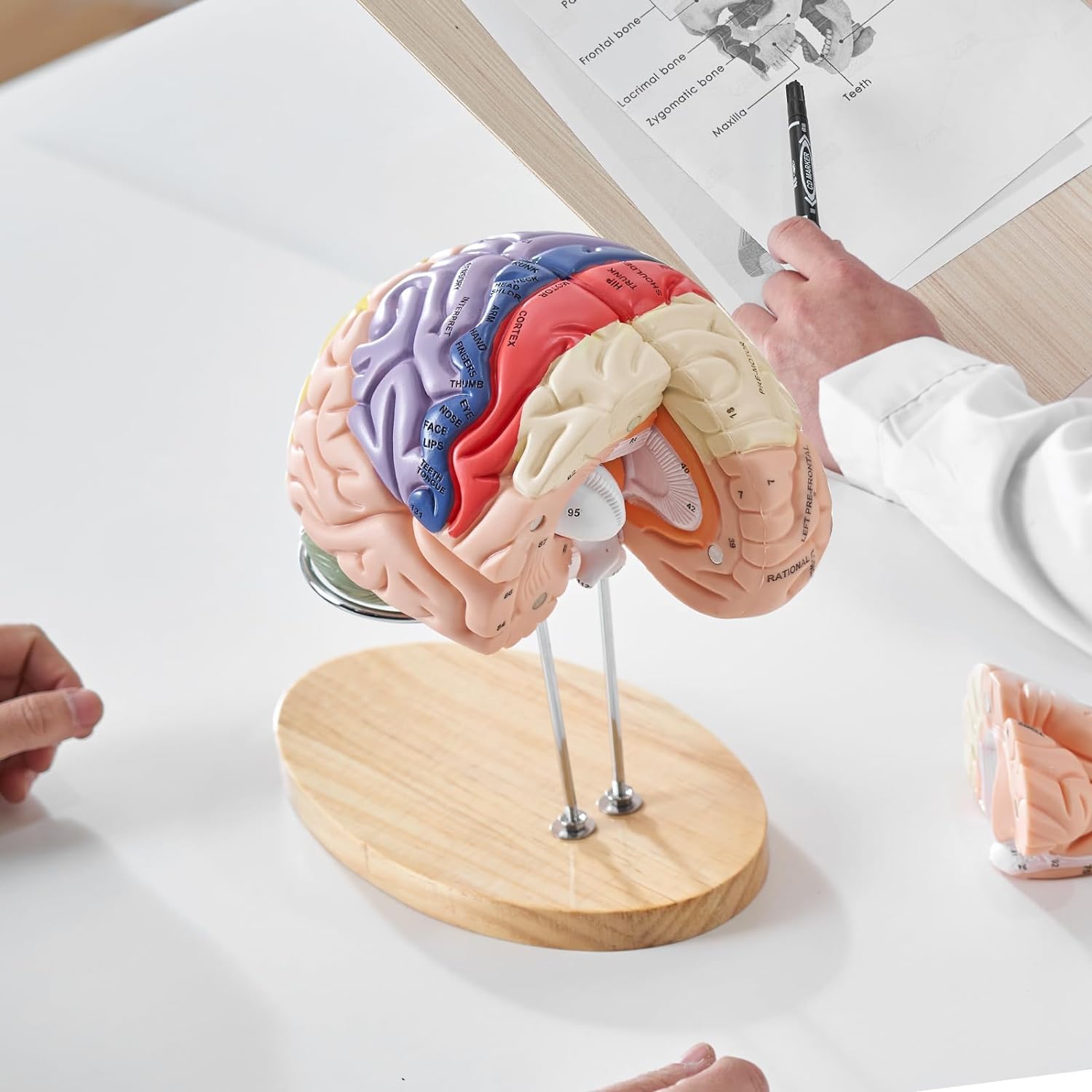 Human Brain Model Dyna-Living 2X Life Size - 4 Part Detachable Anatomy ...