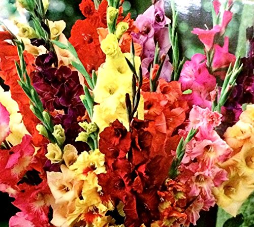 Gladiolus, Bulb (25 Pack) Pastel Mixed, Mixed Perennial Gladiolus Bulbs, Flowers