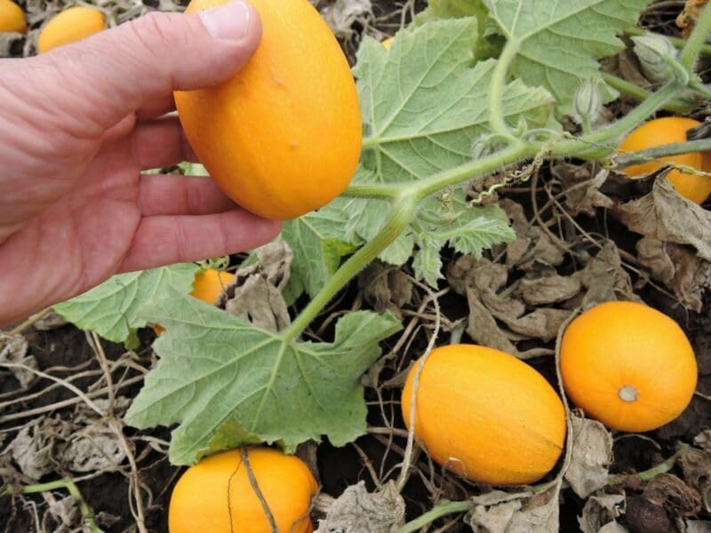 Buy4seeds 10 Seeds Squash - Baby Spaghetti f1 Easy to Grow