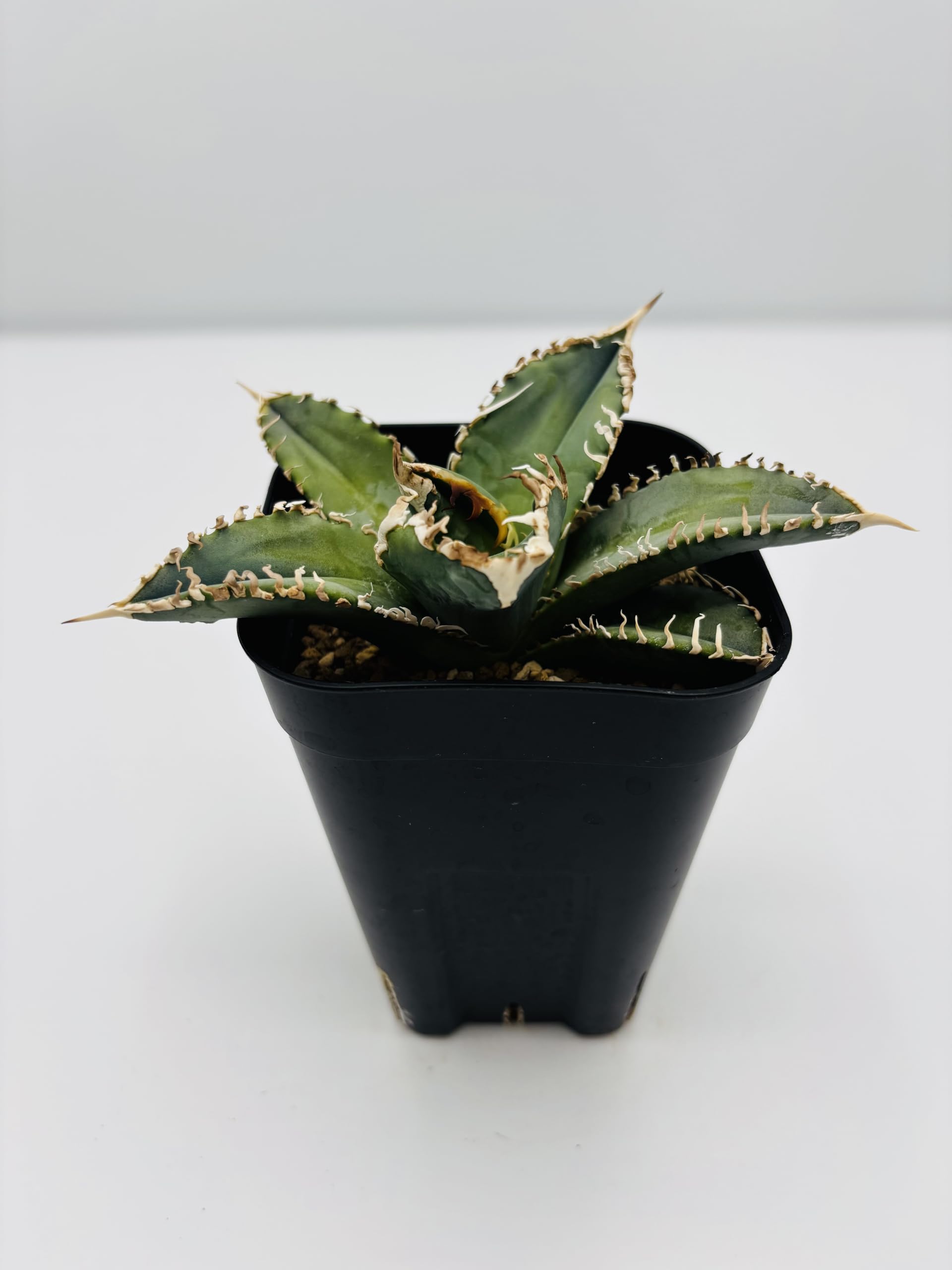 Amazon｜アガベ チタノタ 白幽霊/Agave titanota 'White Ghost'/観葉