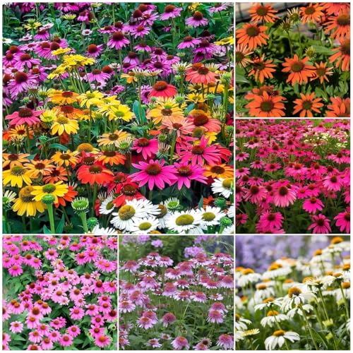 1200+ Mixed Color Echinacea Seeds - Perennial Multi-Color Coneflower Non-GMO Heirloom for Gardens Pollinators & Cut Flowers