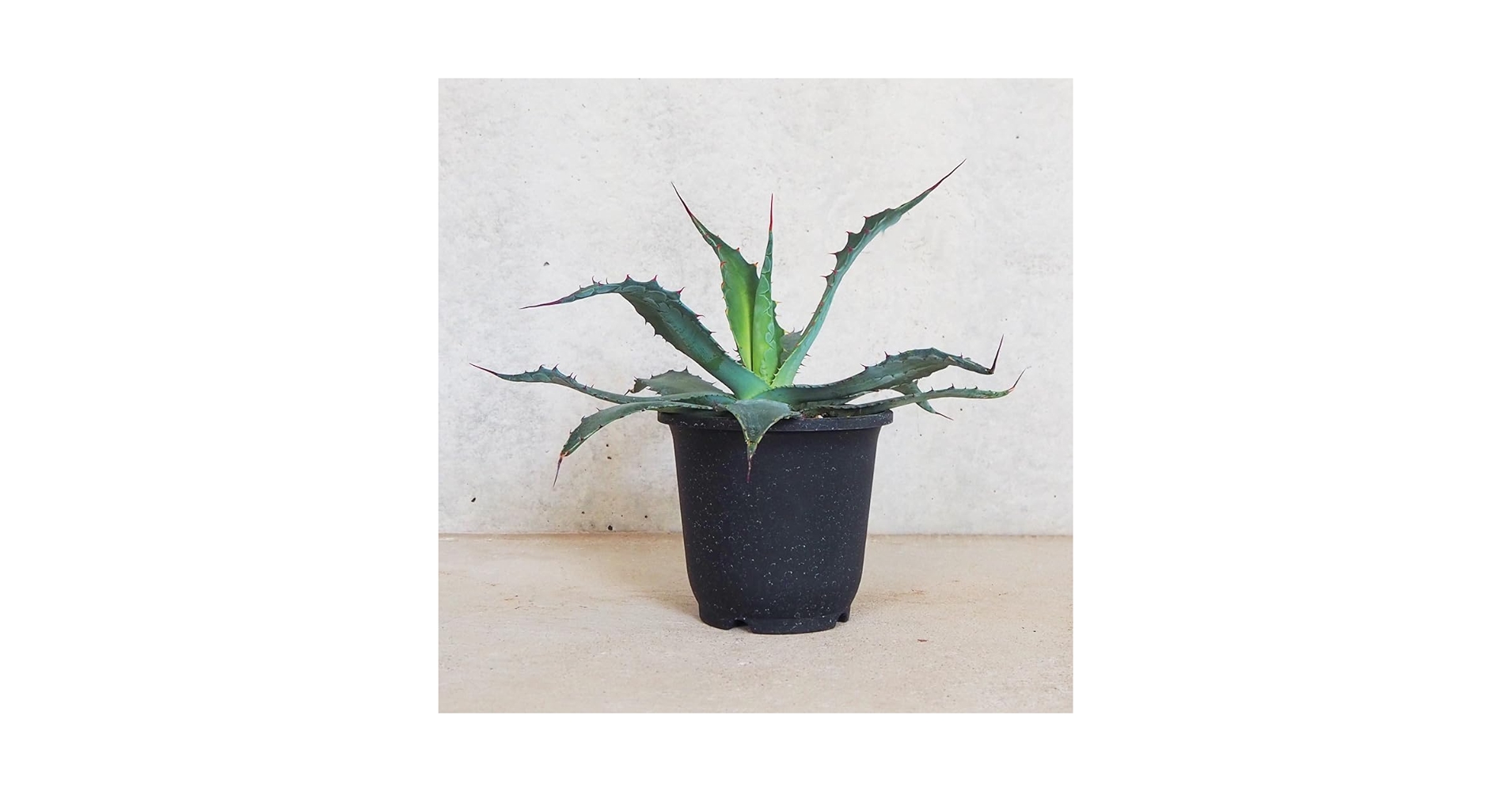 Amazon.co.jp: ITANSE アガベ ワコマヒー 5号 1個売り【品種で Amazon.co.jp: ITANSE アガベ ワコマヒー 5号 1個売り【品種で