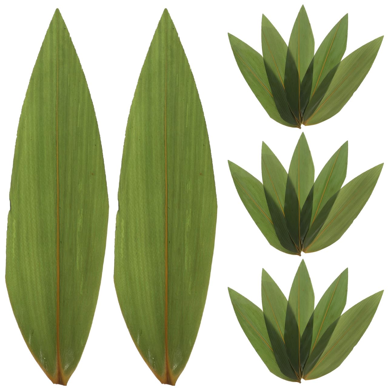 VICASKY Lot de 100 feuilles de sushi - Pour feuilles de banane, feuilles de banane, feuilles de bananier fraîches - Décoratives japonaises - Feuilles de bambou vertes - Cuisine fraîche