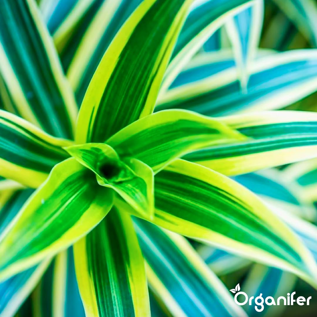 Fertilizante Líquido - 2x1L - Para Dracaena - NPK 2-1-8 | Plantas Sanas Y Hojas Vigorosas - Organifer