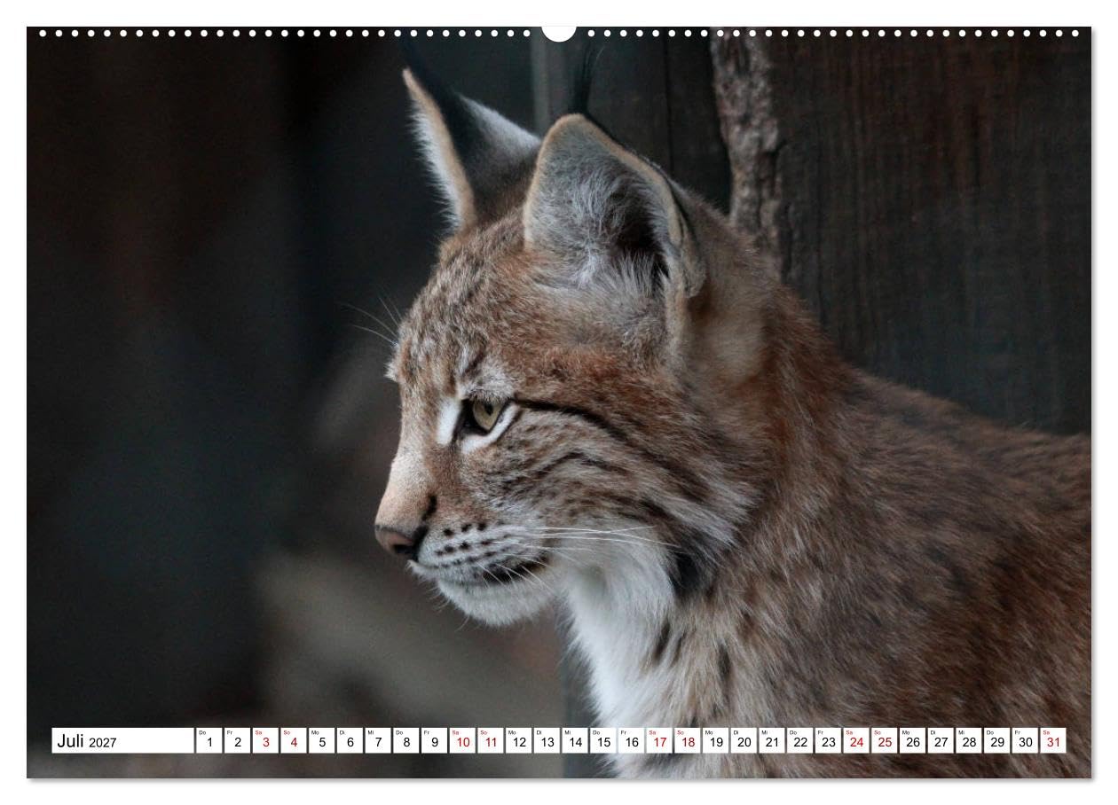 CALVENDO - Familie Luchs - Die Jäger mit dem Pinselohr (hochwertiger Premium Wandkalender 2027 DIN A2 quer), Kunstdruck in Hochglanz: Im Leben einer Luchsfamilie