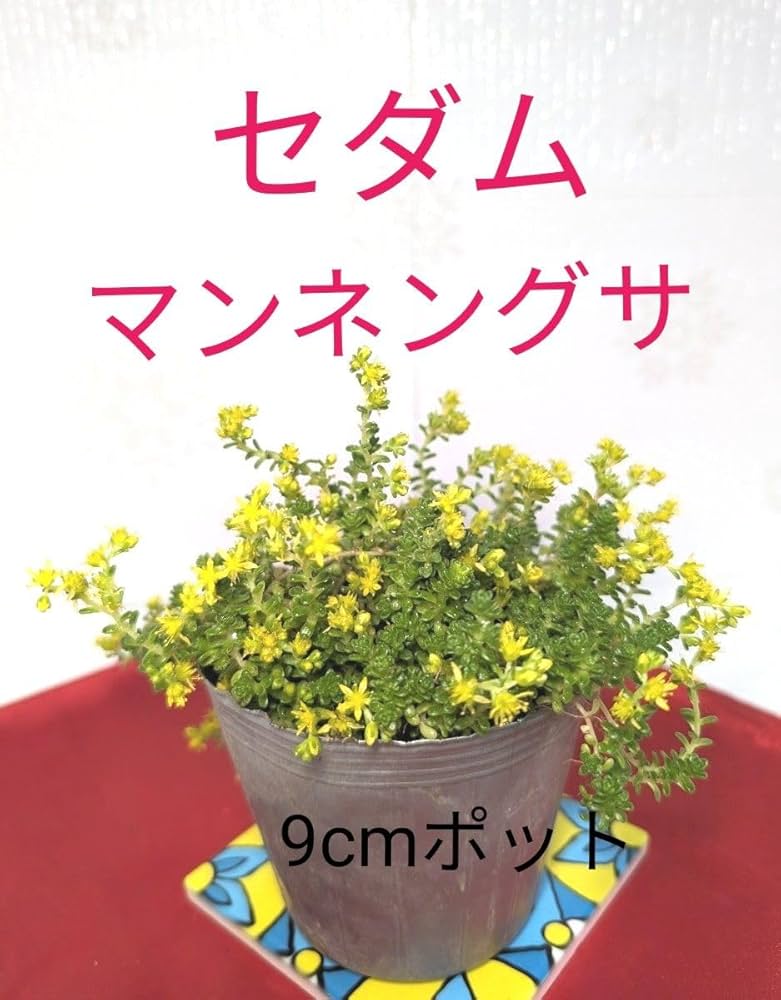 セダム抜き苗a 71nIfupzxhL._UF350,350_QL50_.jpg