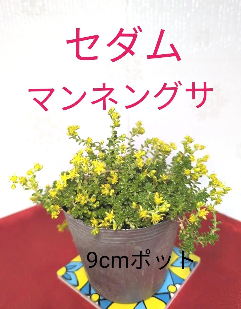 Amazon.co.jp: セダム 抜き苗 根付き グランドカバー 多肉植物