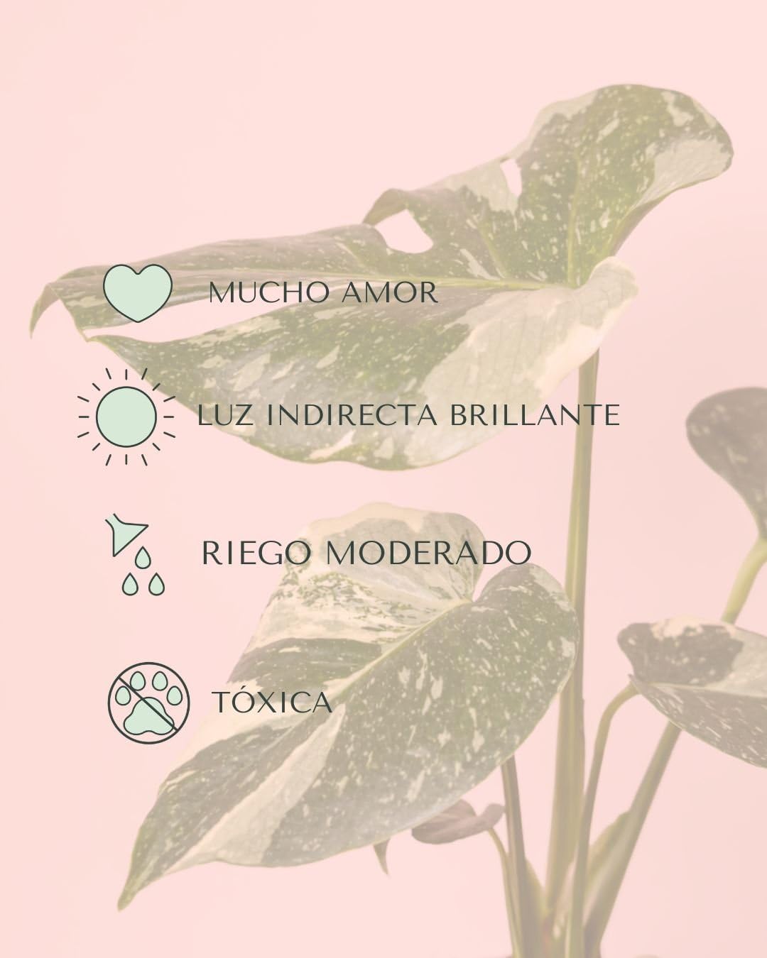 PUR PLANT Monstera Thai Constellation | Monstera Variegada Natural Exclusiva | Planta Tropical de Interior Decorativa | Maceta de Ø12 cm
