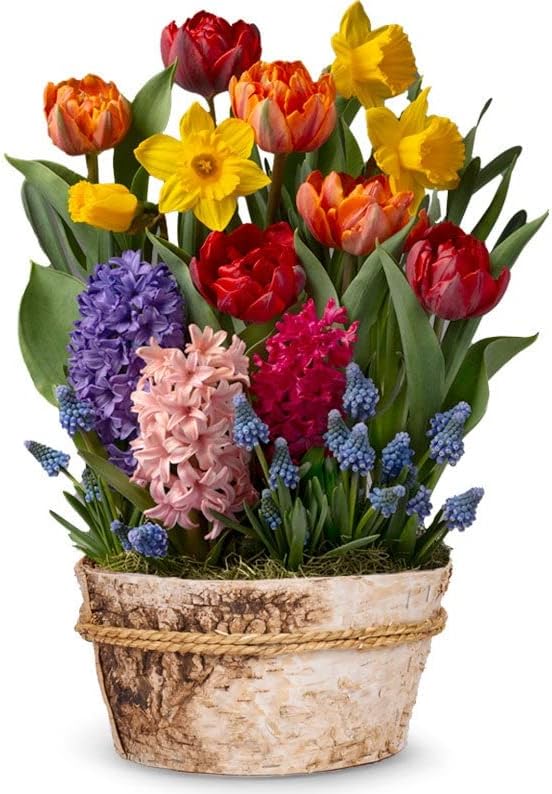 - From You Flowers - Rainbow Bulb Garden for Mother's Day, Birthday, Anniversary, Get Well or Celebration