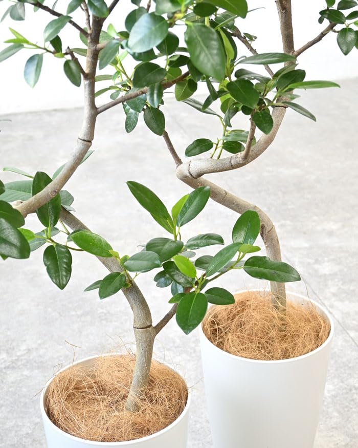 Amazon｜観葉植物 本物 フランスゴム（フィカス・ルビギノーザ）曲がり
