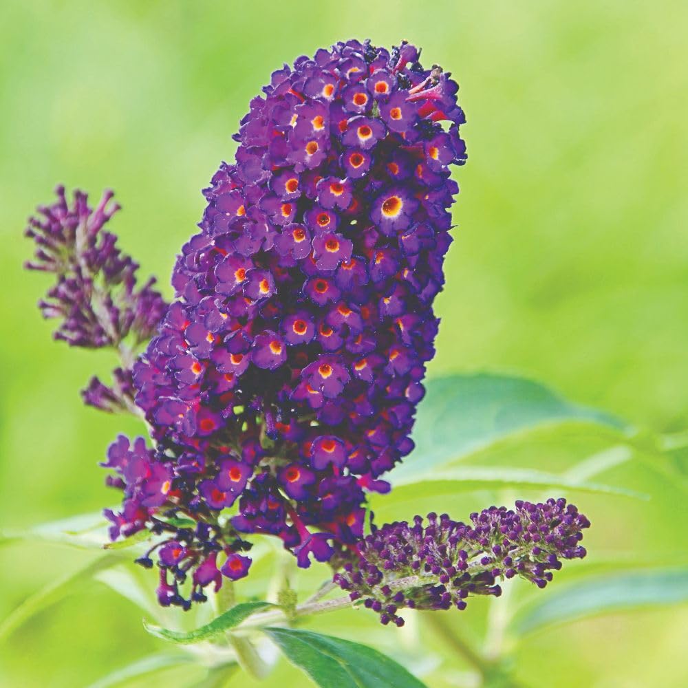 Buddleja Buzz Indigo – Dwarf Butterfly Bush, Dusky Deep Blue Blooms, Perfect for Patio Pots & Small Gardens, Attracts Butterflies & Bees - 1 Litre Pot x2 by Thompson and Morgan
