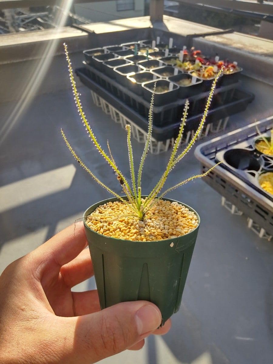 Amazon｜ドロソフィルム ルシタニクム 7.5cmスリット植え 2株｜観葉