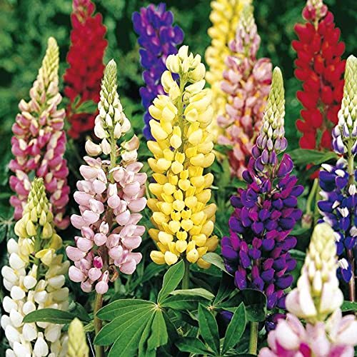 Cemeha Seeds - Giant Lupin Mix Perennial Flowers For Planting #TOP5