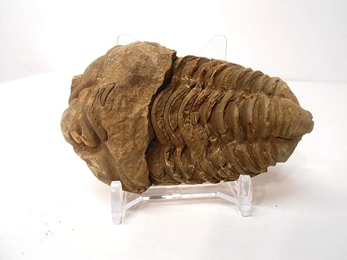 Miniatura 3 de Fósil Trilobite de Calymene genuino muy grande de la región antiatlas de Marruecos, N.Africa con soporte de visualización de acrílico gratuito, hoja