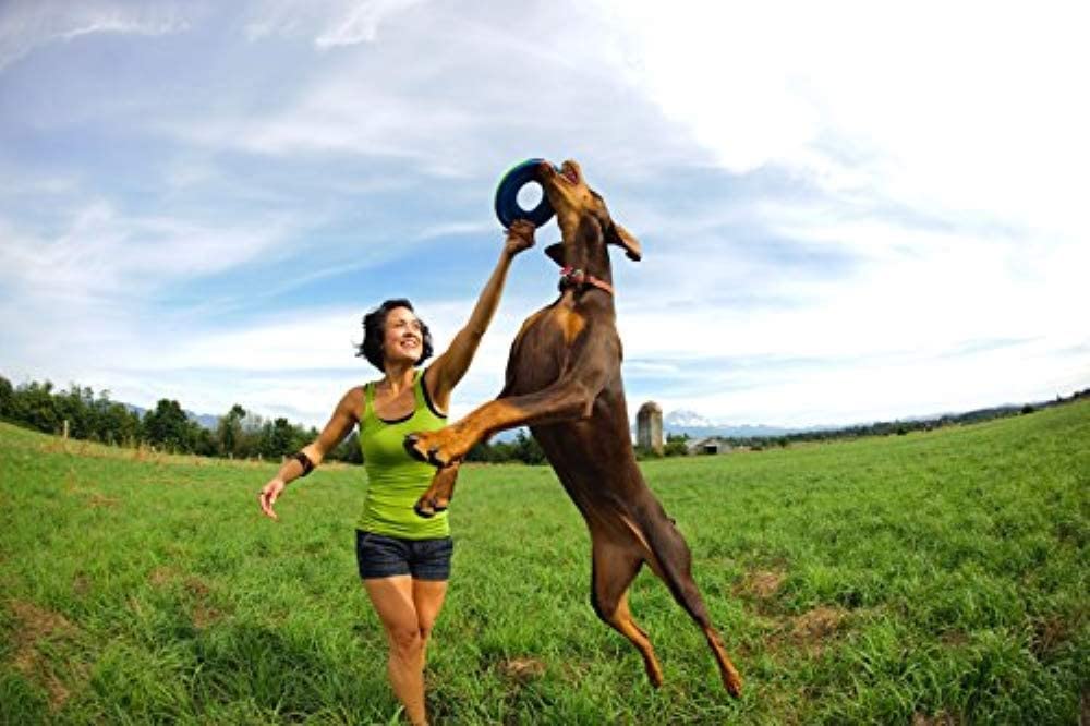 (4 pezzi) Chuckit Zipflight Amphibious Dog Fly anello giocattolo, media