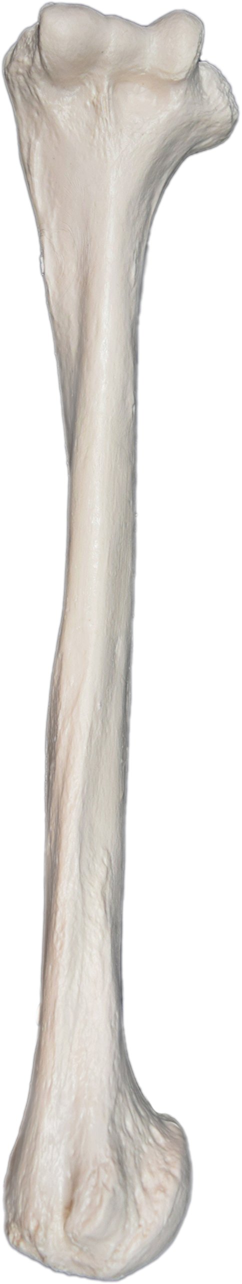 Humerus Bone Model - Left - Anatomically Accurate Human Humerus Bone Replica - hBARSCI