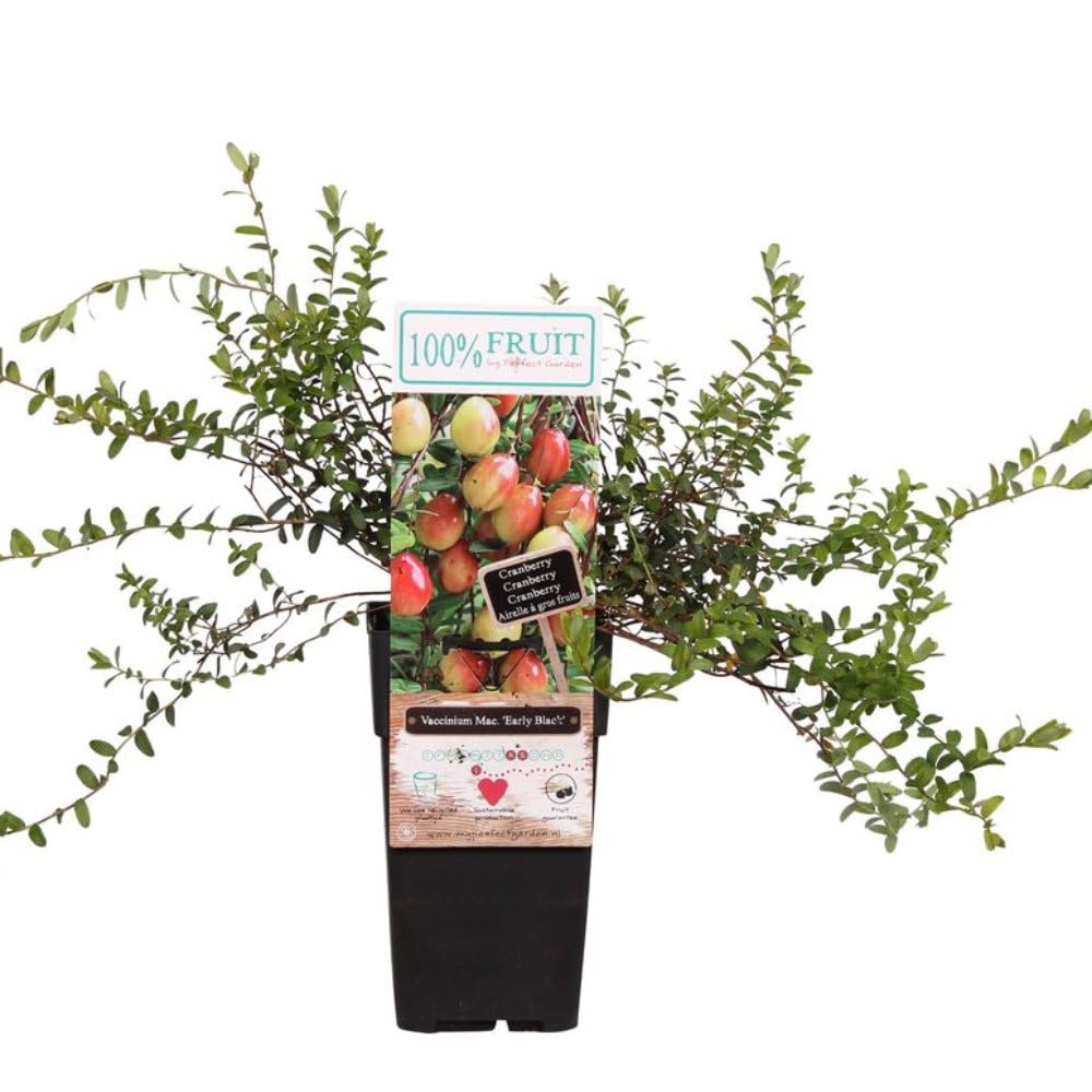Fruit Vaccinium (Cranberry) macrocarpon Early Black – High-Yield Cranberry Plants for Fresh, Homegrown Harvests - 1x 15cm Potted Plant by Thompson & Morgan