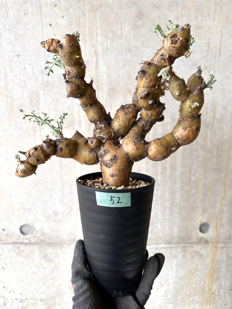 塊根植物・コーデックス Pelargonium crithmifolium Pelargonium crithmifolium