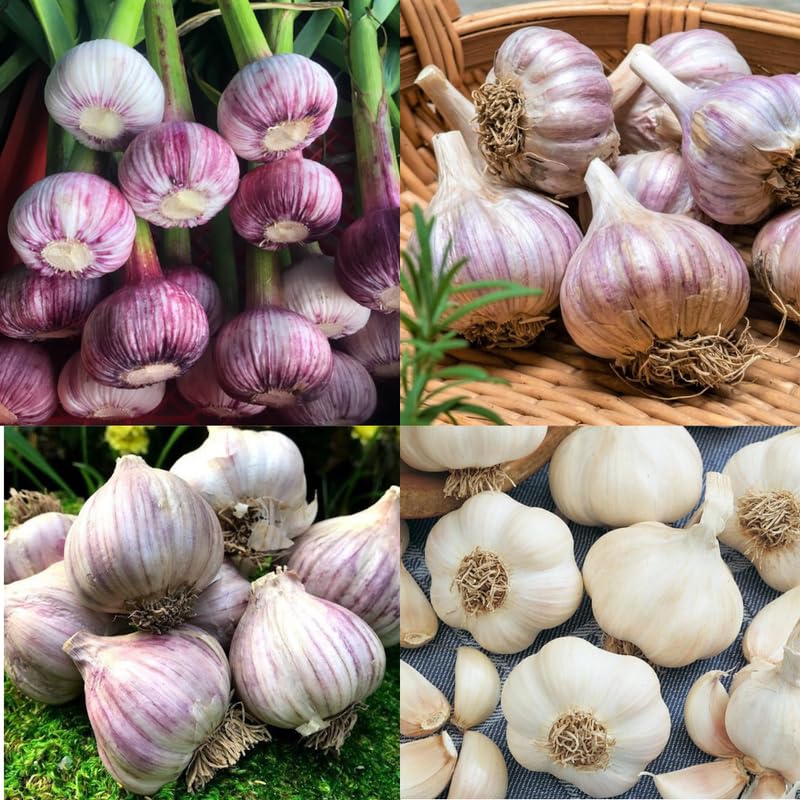 Mixed Garlic Bulbs for Growing Garden, 1 Pound, Mixed Garlic Bulbs for Planting Outdoors, Hardneck Softneck Garlic for Growing Outdoors