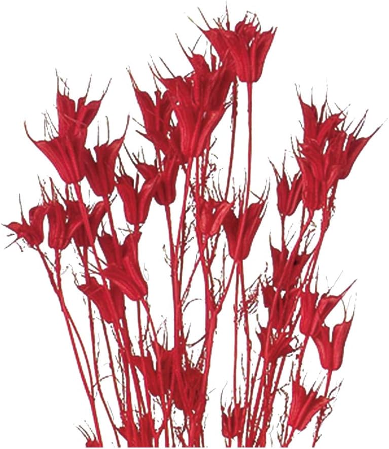 送料無料激安祭 東北花材 Toka ドライフラワー ニゲラオリエンタリス レッド 約g