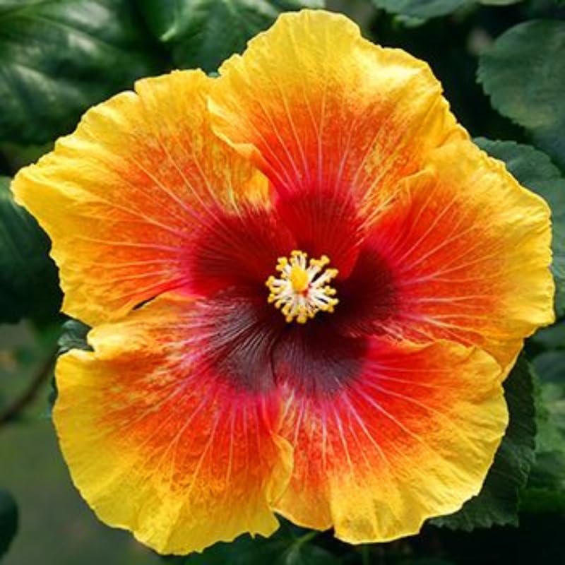 UIOTER Sunset Hibiscus Tree
