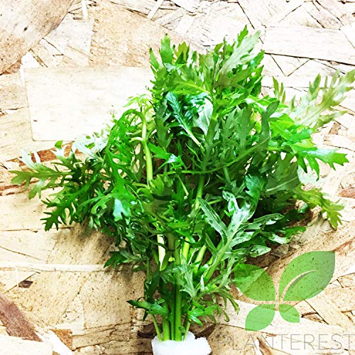 Planterest – Water Wisteria Hygrophila Difformis Bunch Live Aquarium Plant Decorations Buy2Get1Free #TOP5