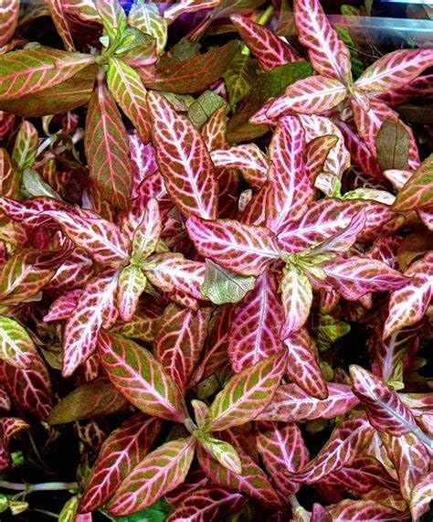 Hygrophila Rosanervig - Beautiful Tall Shrimp Safe Healthy Tropical Plants (5)