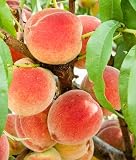 10 Dwarf Peach Tree Cuttings, Sweet Peach Fruit Cuttings 6 to 8 Inc Tall Not Plant, No Roots for Gro