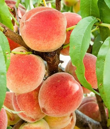 10 Dwarf Peach Tree Cuttings, Sweet Peach Fruit Cuttings 6 To 8 Inc Tall Not Plant, No Roots For Growing Well In Garden #TOP25