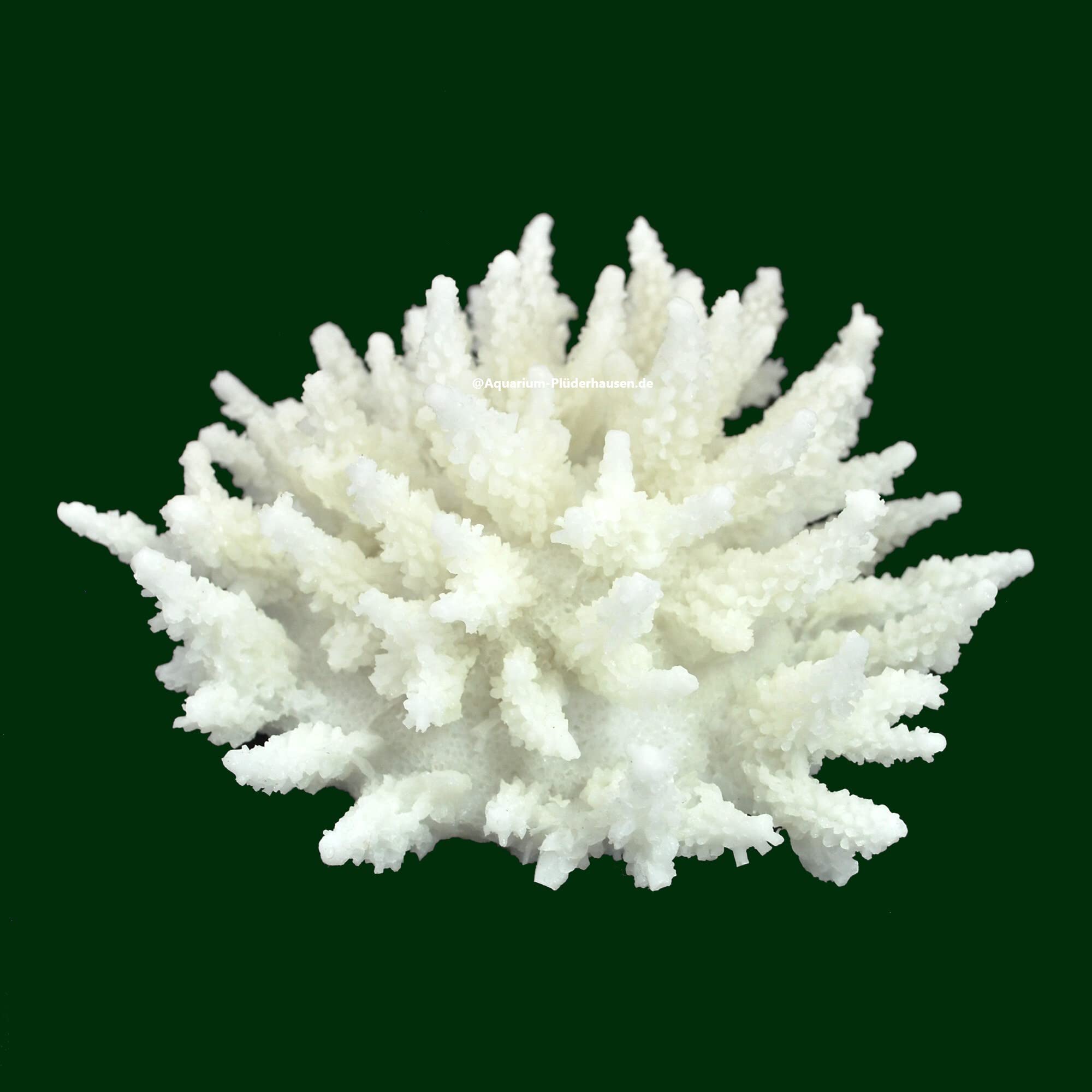 Steinkoralle, 13x13x8 cm, SPS, Acropora, Salz Aquarium Korallen Nachbildung