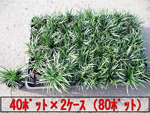 苗 タマリュウ ポット」の人気商品一覧 | 安い商品を通販サイトから