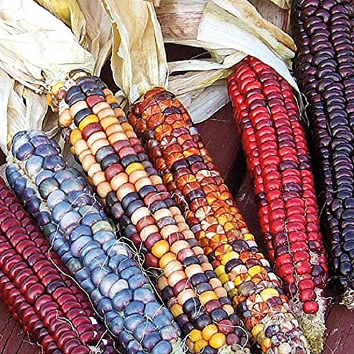 Indian Ornamental 50 Count Corn Seeds- COOL BEANS N SPROUTS Brand. Home Gardening.
