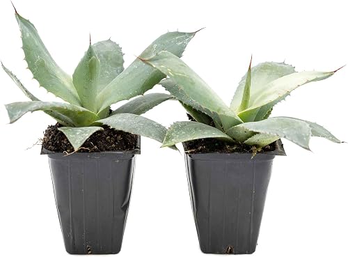 Artichoke Agave