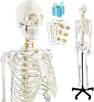 Modelo de esqueleto humano anatômico médico 2024, modelo de esqueleto humano em tamanho real com sistema nervoso 179,8 cm com suporte para estudo médico e pôsteres coloridos