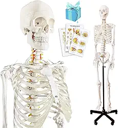 Modelo de esqueleto humano anatômico médico 2024, modelo de esqueleto humano em tamanho real com sistema nervoso 179,8 cm com suporte para estudo médico e pôsteres coloridos