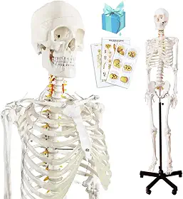 Modelo de esqueleto humano anatômico médico 2024, modelo de esqueleto humano em tamanho real com sistema nervoso 179,8 cm com suporte para estudo médico e pôsteres coloridos