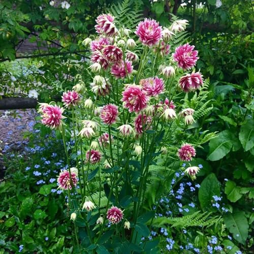 100+ Nora Barlow Columbine Seeds Cold Resistant Double Flowers Garden Planting