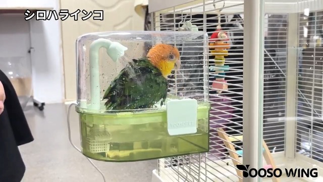 Amazon.co.jp: 鳥の水浴びUSB 水循環式 ケージ用バードバス - 吊り下げ