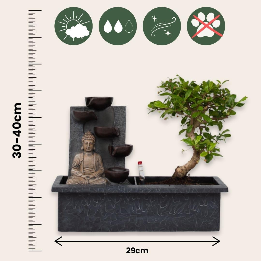 Plant in a Box - Bonsai con sistema d'acqua facile da curare e cascata che scorre sopra la figura di Buddha - Pianta d'appartamento - Altezza 25-35cm