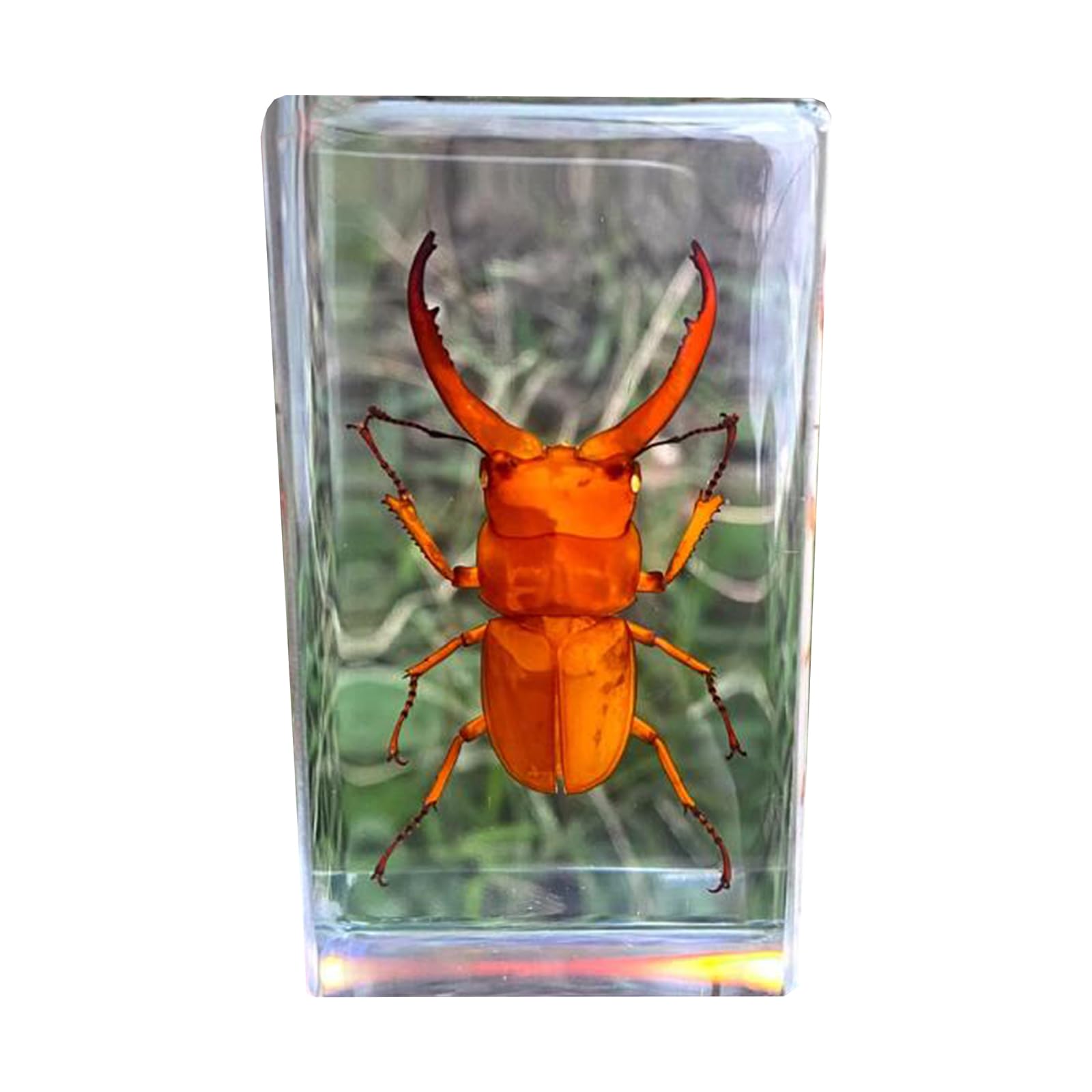 Stag Beetle Specimen - Insect Embedded Specimen - Real Creature