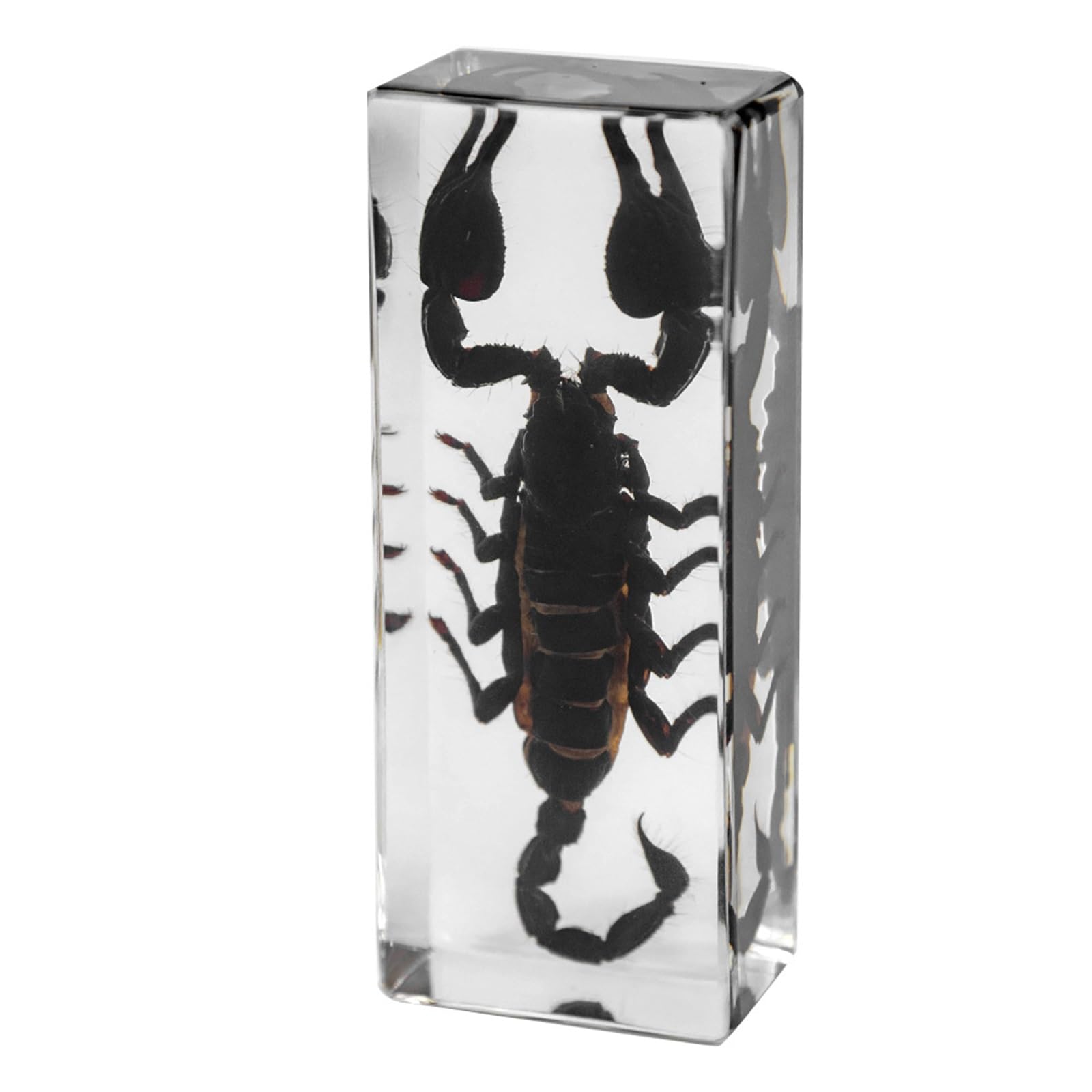 ALMASI Real Taxidermy Bugs - Insects in Resin for School Lab Entomology Dissection, Bugs in Resin Gifts for Specimen Collector, Family Or Friends(Crystal scorpion)