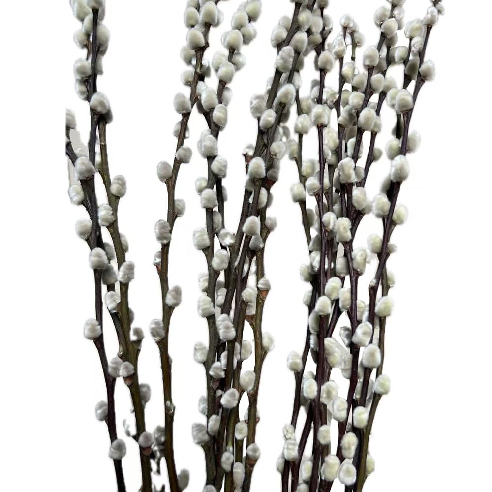 20 Stems Real Dried Pussywillow Preserved Greenery Branches for Vase- Natural Tall Pussywillows with White Flowers 27.5IN Snow Willow Branches for Easter Wedding Home Party Hotel Fireplace Decor