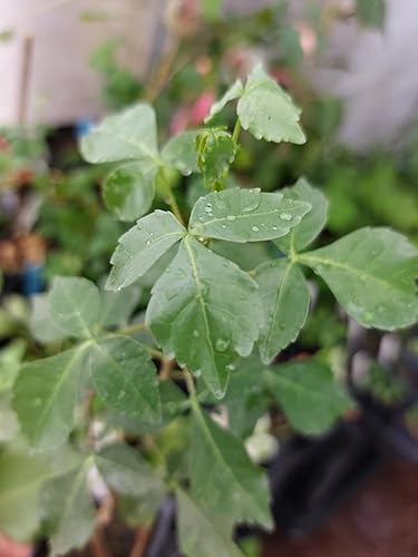 5 Semillas Commiphora berryi Rare = Balm of Gilead - Jardinería en contenedores tropicales