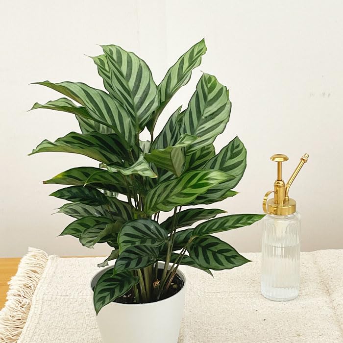 カラテア フレディ　観葉植物 カラテア ・ フレディ 糸島市 / cocoha [AWB017] 観葉植物 グリーン