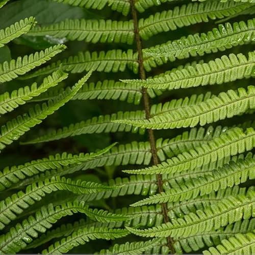 6x Wallichs Wurmfarn - Dryopteris wallichiana - Kleincontainer 9x9cm – Bild 3