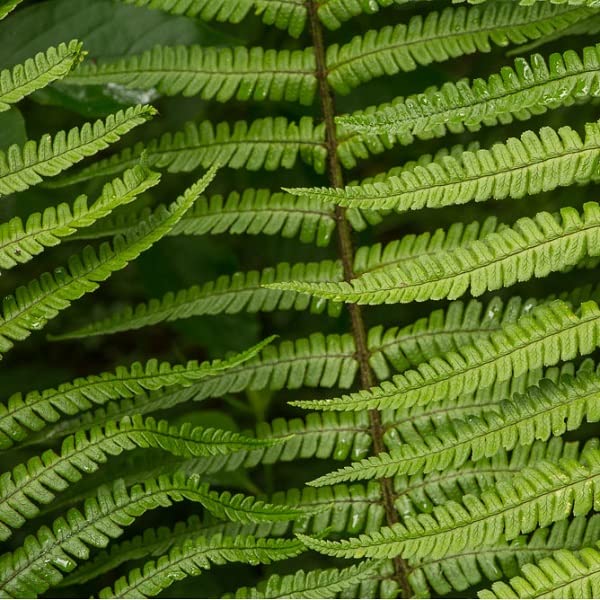 6x Wallichs Wurmfarn - Dryopteris wallichiana - Topf 9x9cm - Eleganter Schattenfarn