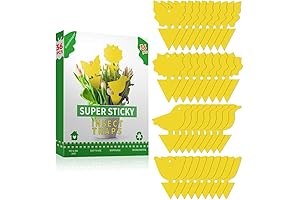 Fly Trap Sticky Trap for Fungus Gnats