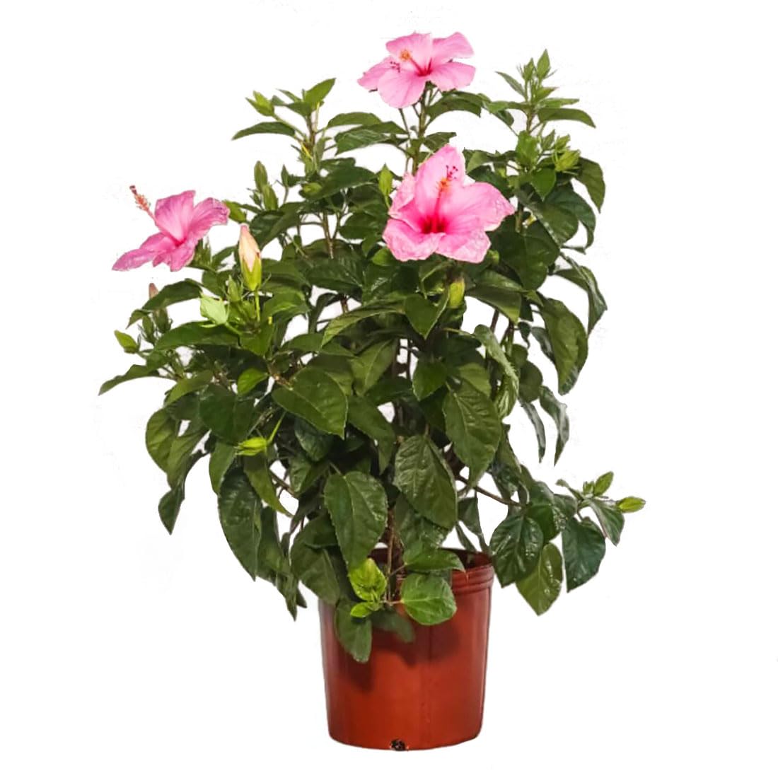 American Plant Exchange Pink Hibiscus