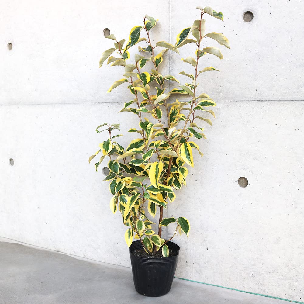 Amazon.co.jp: 斑入りグミ ギルトエッジ5号鉢【品種で選べる花木苗/1個